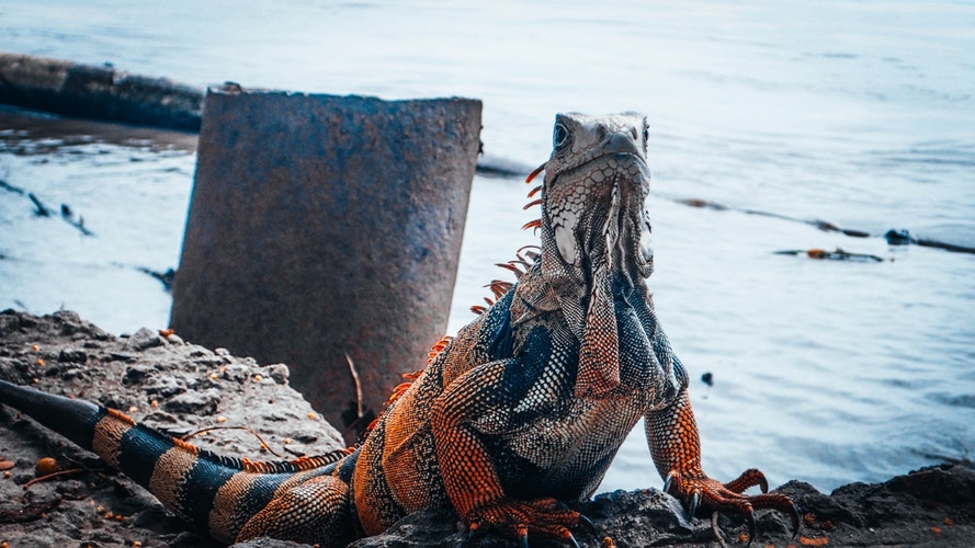 iguana