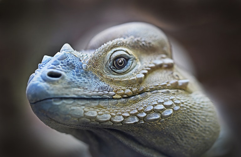 iguana